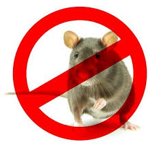 Desratização e mata ratos no Jardim Guairaca